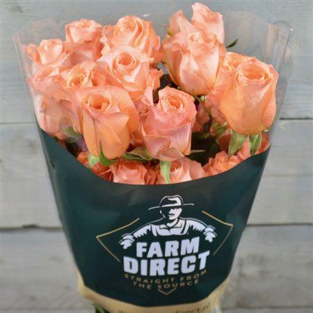 <h4>R Gr Coral Reef</h4>