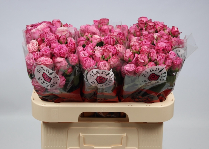 <h4>R TR LADY BOMBASTIC</h4>