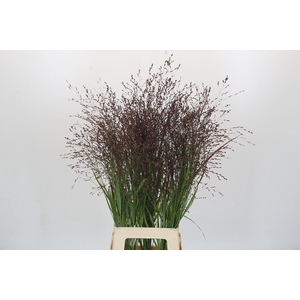 Panicum Warrior