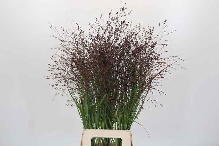Panicum Warrior