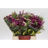 BQ Wild Flower