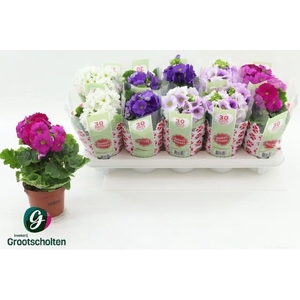 PRIM OB SWEETK A GEM