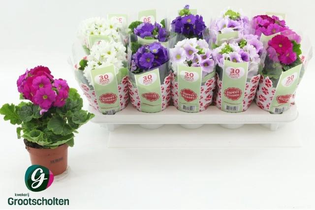 <h4>PRIM OB SWEETK A GEM</h4>