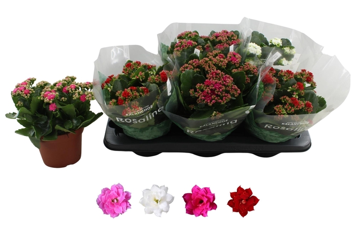 <h4>KAL GE RO GEM 4 KL</h4>