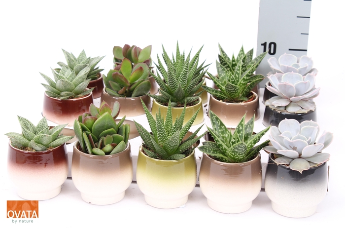 <h4>SUCC GEM 5 SRT</h4>