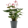 Anthurium Amalia Elegance in transparant sleeve