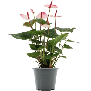 Anthurium Amalia Elegance in transparant sleeve