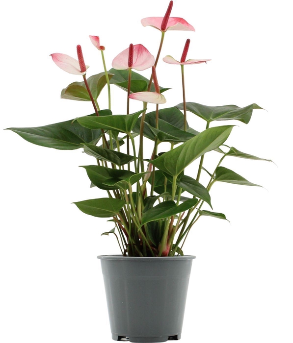 <h4>Anthurium Amalia Elegance in transparant sleeve</h4>