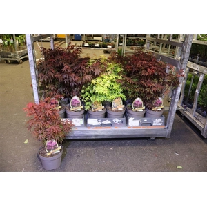 Acer Palmatum Mixk 1 Klr Per Fust