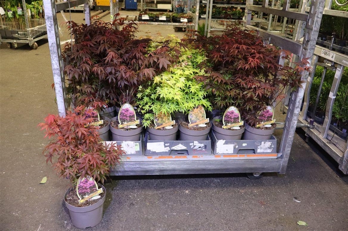 <h4>Acer Palmatum Mixk 1 Klr Per Fust</h4>