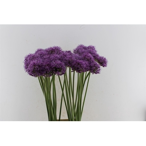 Allium Stratos