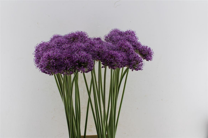 <h4>Allium Stratos</h4>