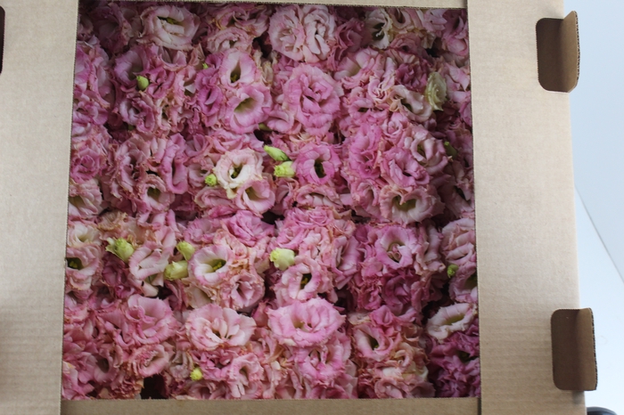 BUQUE LISIANTHUS MEGALO II CHAMPAGNE APRICOT 000