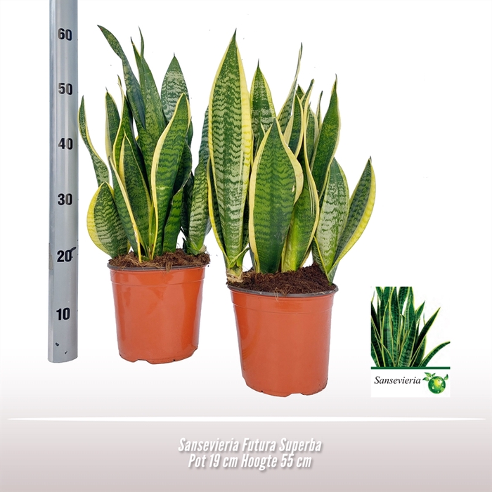 <h4>Sansevieria Futura Superba</h4>