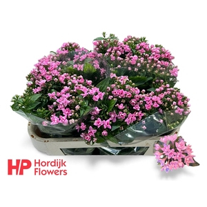 BOU DU DARK PINK IMP