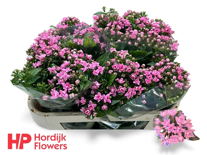 <h4>BOU DU DARK PINK IMP</h4>