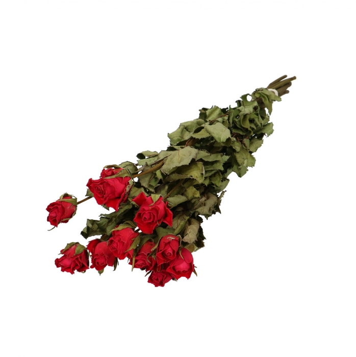 Dried flowers Rose 50cm x10