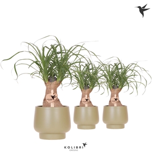 Kolibri Greens Beaucarnea in Scandic pot green