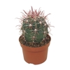 Ferocactus latispinus 0155FHO