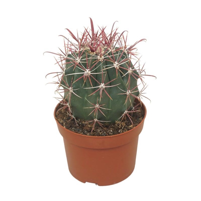 Ferocactus latispinus 0155FHO