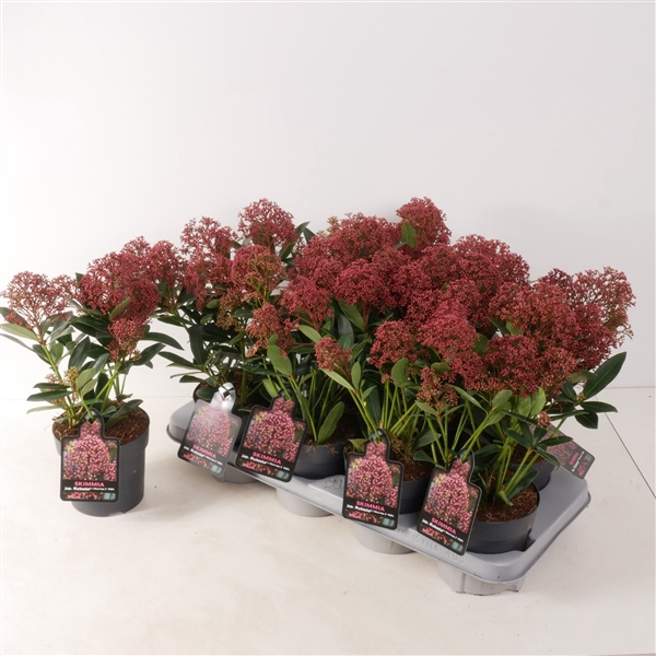 <h4>Skimmia jap. 'Rubesta' P13</h4>