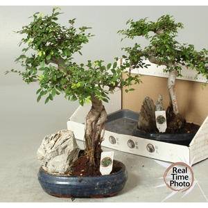 BONSAI GEM