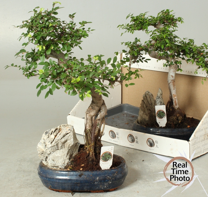 <h4>BONSAI GEM</h4>