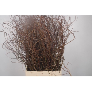 Salix Brown Per Bunch