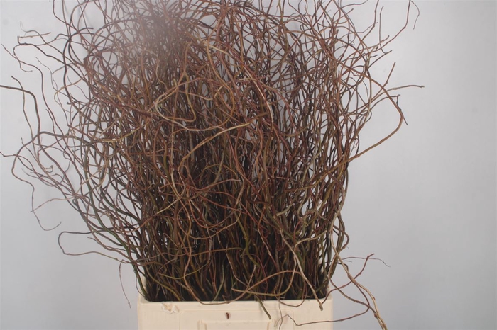 <h4>Salix Brown Per Bunch</h4>