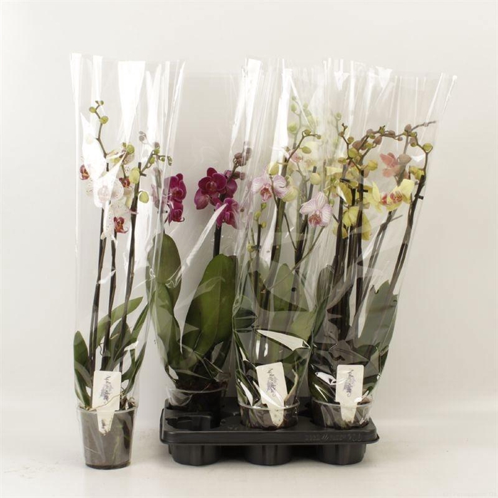 <h4>PHAL GEM 4 KL</h4>