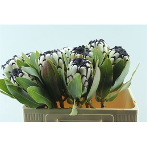 Protea M Sno Leopard