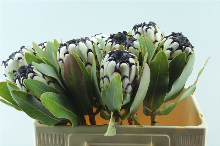 <h4>Protea M Sno Leopard</h4>