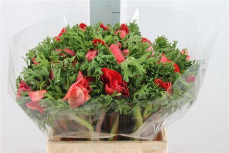 <h4>Anemoon Mistral Super Red</h4>