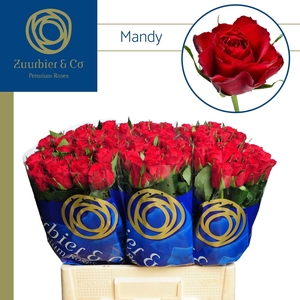 R GR MANDY 60