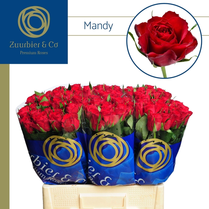 <h4>R GR MANDY 60</h4>