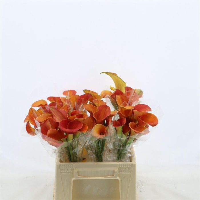 <h4>Calla Sunset Passion</h4>