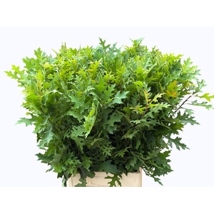 QUERC PALUSTRIS