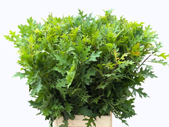 <h4>QUERC PALUSTRIS</h4>