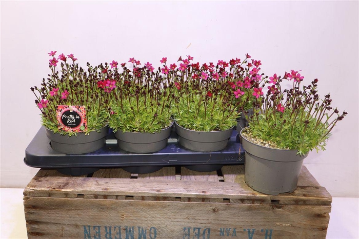 <h4>Saxif Arendsii</h4>