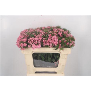 Di Barb Breanthus Tsaar Pink