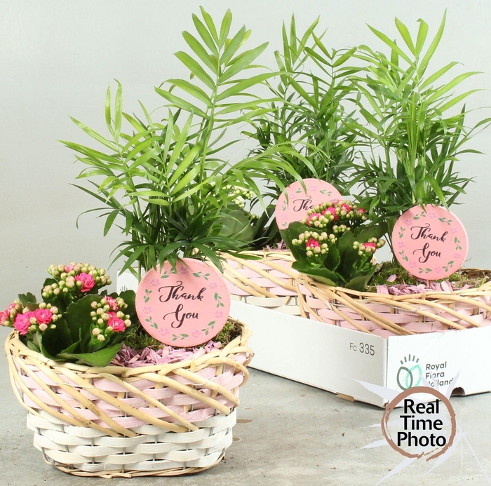 <h4>ARR KAMERPL</h4>