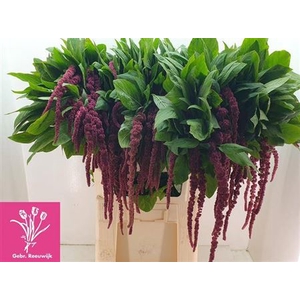 Amar Ca Red Cord