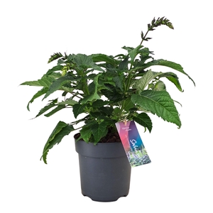 Salvia salgoon Lake Como p17 (NL)