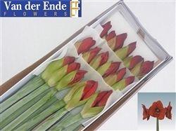 <h4>HIPP GA RED LION</h4>