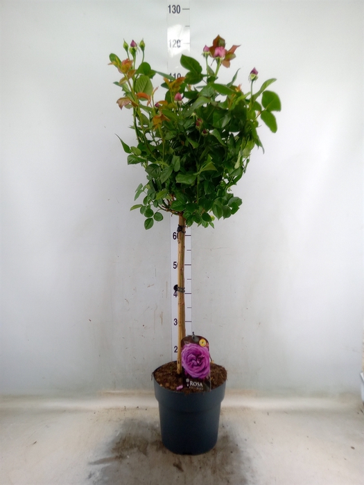 <h4>Rosa ST  ...</h4>