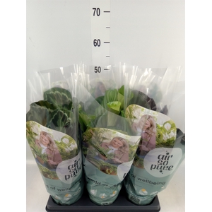 Calathea roseopicta   ...mix
