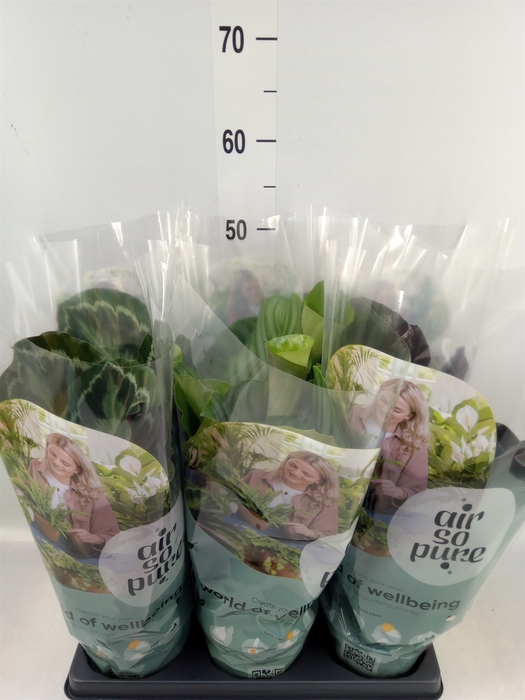 <h4>Calathea roseopicta   ...mix</h4>