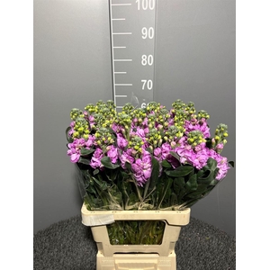 Matth Iron Light Pink