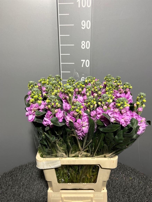 <h4>Matth Iron Pink</h4>