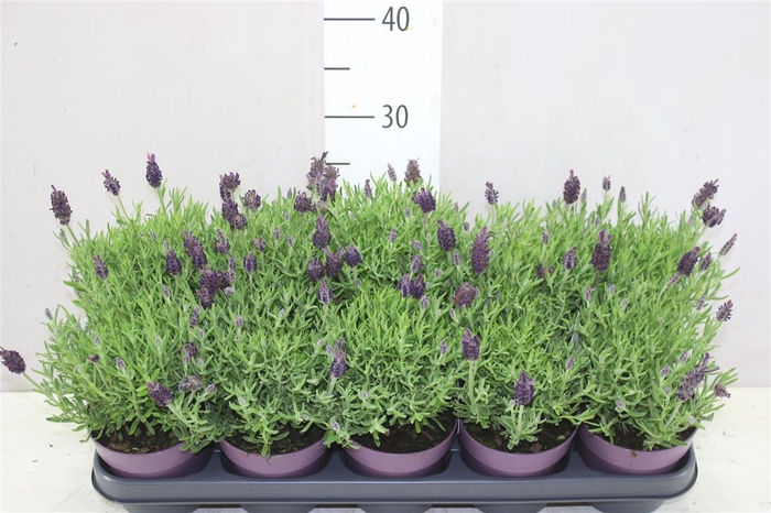 <h4>Lavandula Stoechas Anouk</h4>
